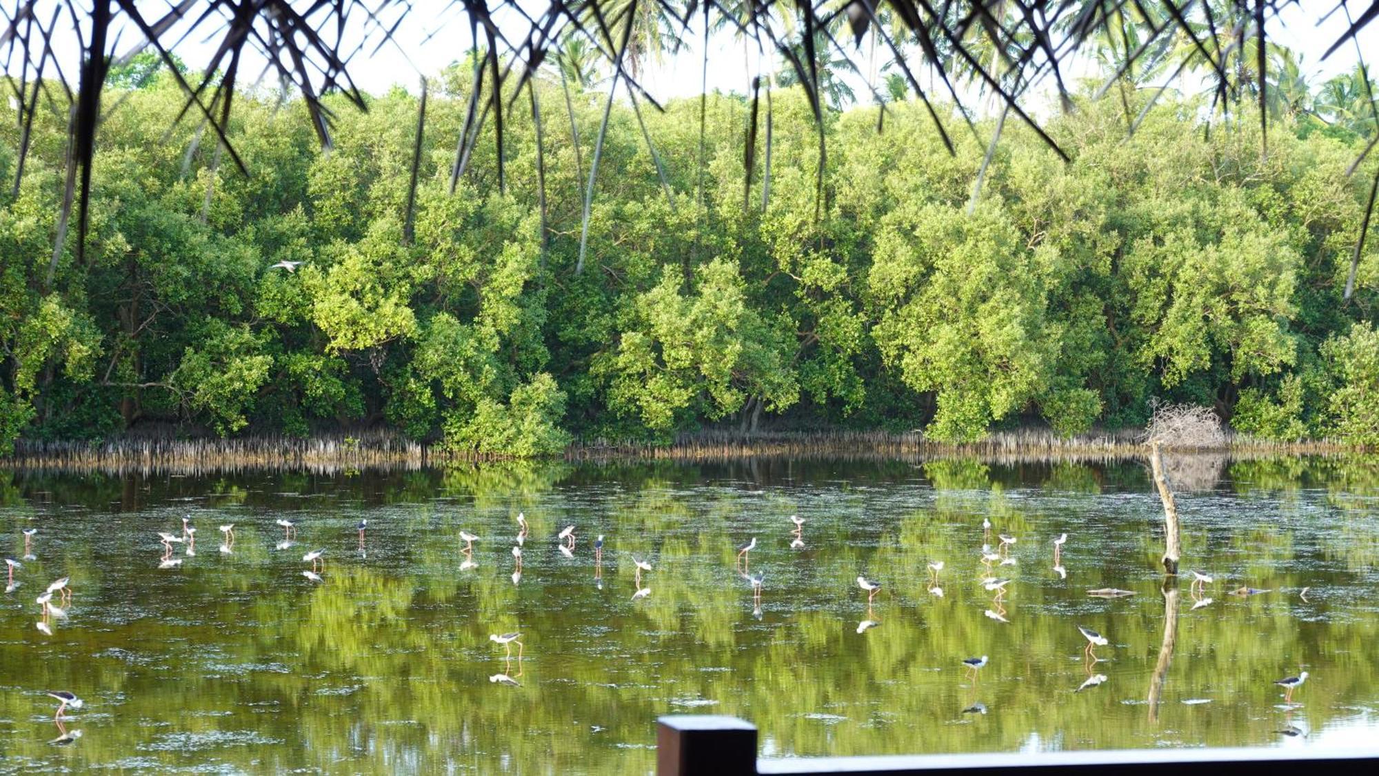 טנגלה Salt Lake Cabanas & Restaurant מראה חיצוני תמונה
